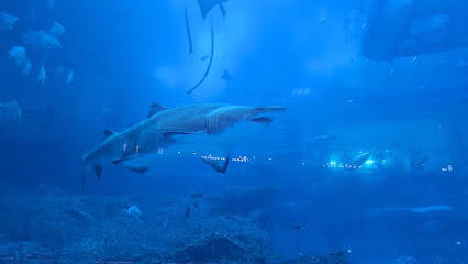 Dubai mall aquarium