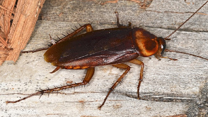 ECOPEST PEST CONTROL & BLD CLEANING SERVICES